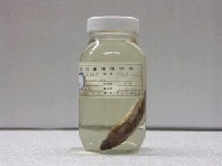 藏品(蒂爾烏尾鮗)的圖片